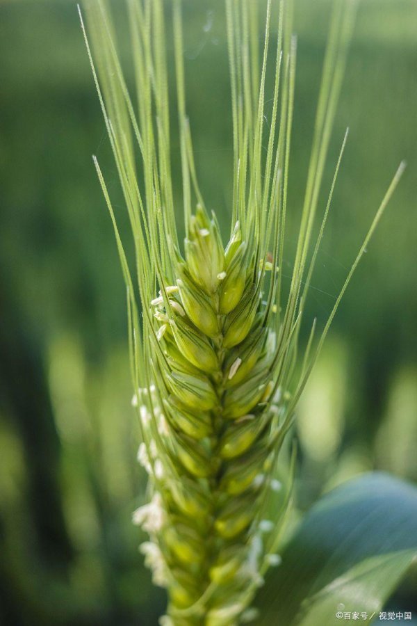 九融配资 小麦扬花期有“三喜、三怕”，采取相应措施消除不利因素