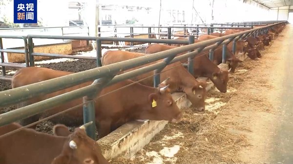 鼎豪配资 美关税政策下巴西牛肉出口承压 中巴牛肉贸易合作稳中求进